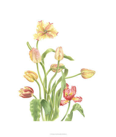 Tulip Spray Ii by Pamela Shirley Pricing Limited Edition Print image
