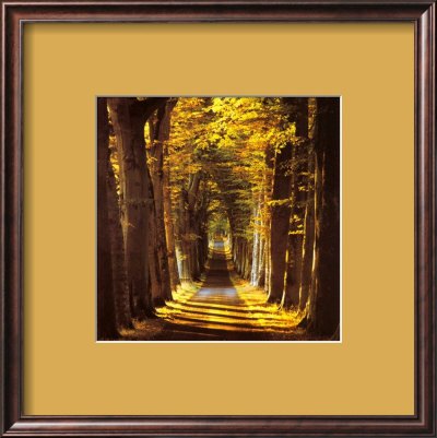 Tree Lined Avenue by Kathy Collins Pricing Limited Edition Print image