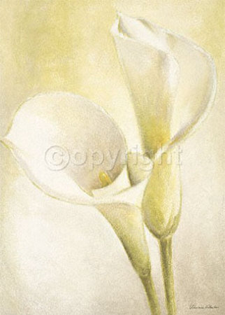 White Callas by Vivien White Pricing Limited Edition Print image