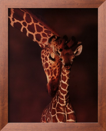 Giraffe by Karl Amman Pricing Limited Edition Print image