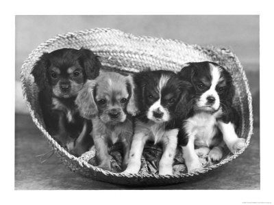 These Four Cavalier King Charles Spaniel Puppies Sit Quietly In The Basket by Thomas Fall Pricing Limited Edition Print image