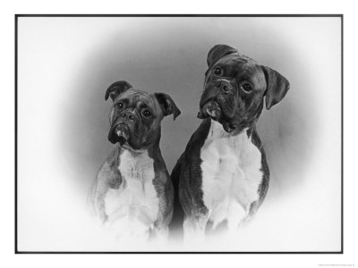 Two Unidentified Boxer Heads Slightly Tilted by Thomas Fall Pricing Limited Edition Print image