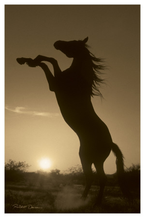 Rearing Horse Silhouette by Robert Dawson Pricing Limited Edition Print image