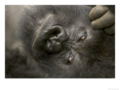Male Mountain Gorilla (Gorilla Gorilla Beringei), Portrait Of Face by Roy Toft Pricing Limited Edition Print image