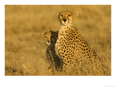 Portrait Of A Mother Cheetah And Cub In Golden Light (Acinonyx Jubatus) by Roy Toft Pricing Limited Edition Print image
