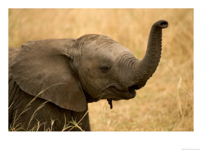 Portrait Of A Baby African Elephant With Its Trunk Raised (Loxodonta Africana) by Roy Toft Pricing Limited Edition Print image