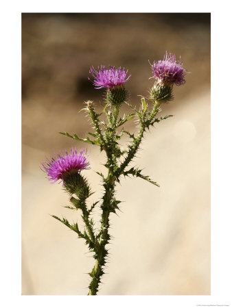 A Close View Of A Thistle Wildflower by Charles Kogod Pricing Limited Edition Print image
