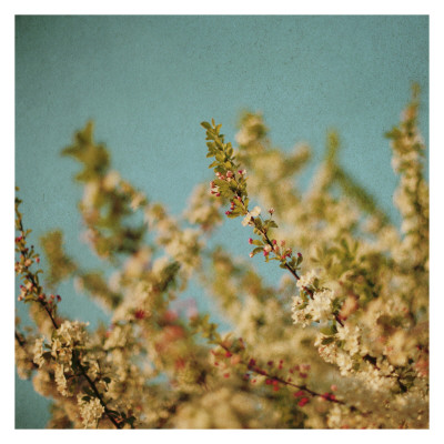 Darling Buds Of May by Alicia Bock Pricing Limited Edition Print image