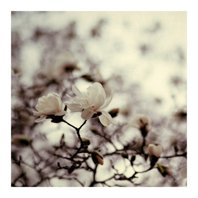 Magnolia Iii by Alicia Bock Pricing Limited Edition Print image