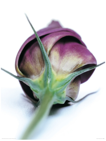 Lisianthus Ii by Fleur Olby Pricing Limited Edition Print image
