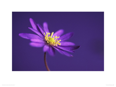 Anemone Blanda by Dave Zubraski Pricing Limited Edition Print image