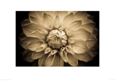 Dahlia By Headey by Charles Headey Pricing Limited Edition Print image
