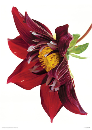 Dahlia By Olby by Fleur Olby Pricing Limited Edition Print image