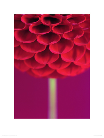 Dahlia By Straw by Peter Straw Pricing Limited Edition Print image