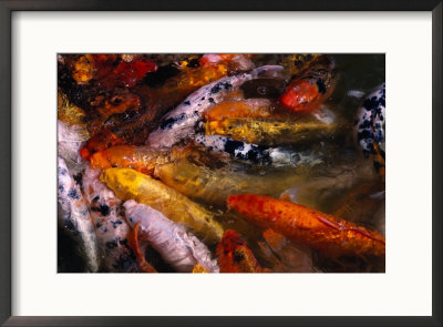 Koi In Japanese Friendship Garden by Shmuel Thaler Pricing Limited Edition Print image