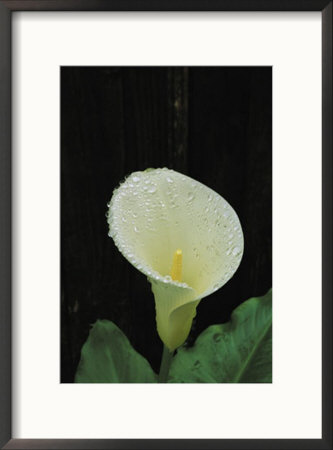 Water Droplets On A Calla Lily by Marc Moritsch Pricing Limited Edition Print image