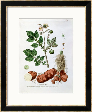 Potato, Botanical Plate From La Botanique Mise A La Portee De Tout Le Monde by Genevieve Regnault De Nangis Pricing Limited Edition Print image