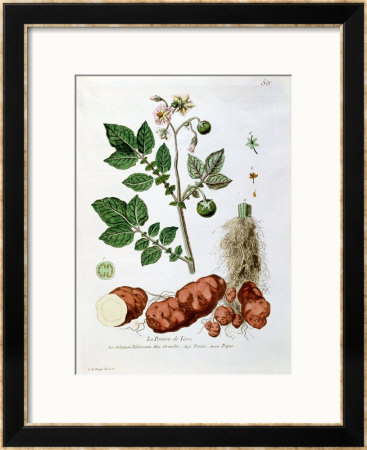 Potato, Botanical Plate From La Botanique Mise A La Portee De Tout Le Monde by Genevieve Regnault De Nangis Pricing Limited Edition Print image