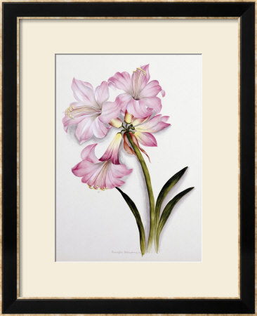 Amaryllis Belladonna, Circa 1910 by Ethel May Dixie Pricing Limited Edition Print image