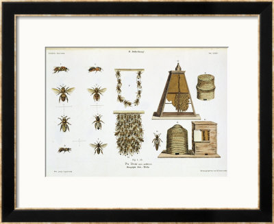 Bees And Bee-Keeping, From The Young Landsman, Published Vienna, 1845 by Matthias Trentsensky Pricing Limited Edition Print image