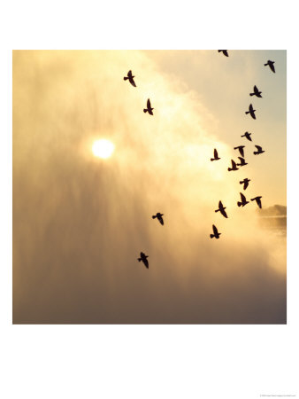 Birds Flying Above Niagara Falls, Ontario, Canada by Keith Levit Pricing Limited Edition Print image