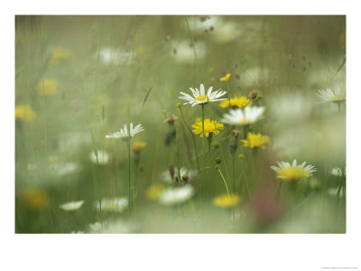 Field Filled With Daisies And Dandelions In Bloom by Klaus Nigge Pricing Limited Edition Print image