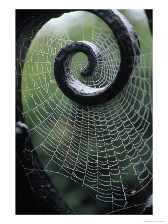 Gate With Spider Web, The Breakers, Newport, Ri by Kindra Clineff Pricing Limited Edition Print image