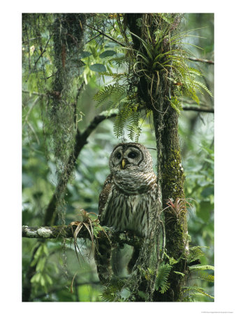 Barred Owl Perches On A Tree Branch Amid Air Plants by Klaus Nigge Pricing Limited Edition Print image