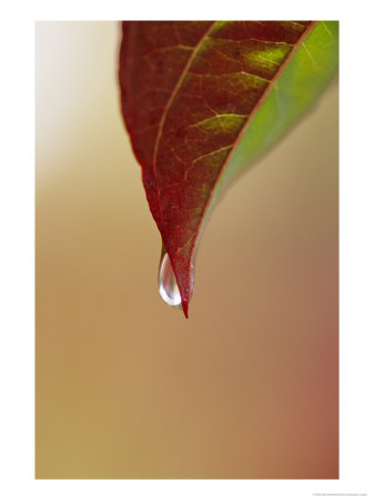 A Raindrop Clinging To The Tip Of A Dogwood Leaf In Autumn by Jason Edwards Pricing Limited Edition Print image