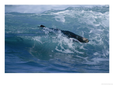 Sea Otter Rides The Surf In Monterey Bay, California by Paul Nicklen Pricing Limited Edition Print image