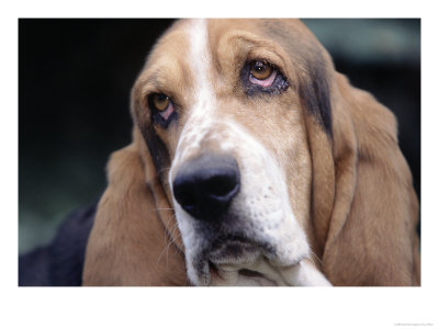 Basset Hound by Lynn M. Stone Pricing Limited Edition Print image