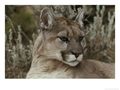 Portrait Of A Mountain Lion by Jim And Jamie Dutcher Pricing Limited Edition Print image