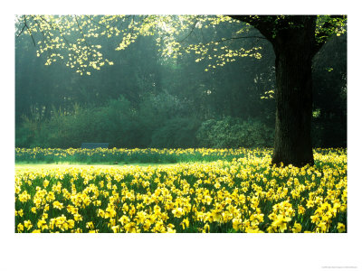 Spring Garden, Narcissus, Tree Bright Sunshine France Narcissi Paris by Martine Mouchy Pricing Limited Edition Print image