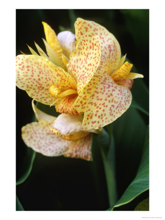 Canna (Primrose Yellow) Close-Up Of Red Spotted Yellow Flower, September by Mark Bolton Pricing Limited Edition Print image