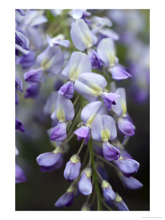 Wisteria Sinensis (Chinese Wisteria), Close-Up by Mark Bolton Pricing Limited Edition Print image