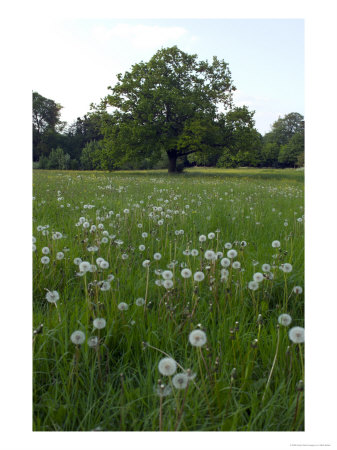 Oak Tree (Quercus) In Meadow With Dandelion Seedheads by Mark Bolton Pricing Limited Edition Print image