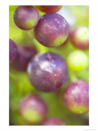 Vitis Queen Of Esher (Grape), Close-Up Of Purple Berries by Mark Bolton Pricing Limited Edition Print image
