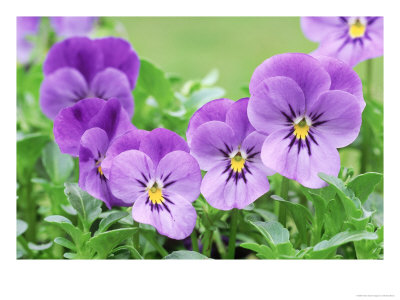 Viola X Sorbet Blue Heaven (Horned Violet) by Michael Davis Pricing Limited Edition Print image