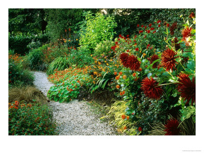 Gravel Path Meandering Through Hot Border With Planting Of Spiky Red Dahlias by Mark Bolton Pricing Limited Edition Print image