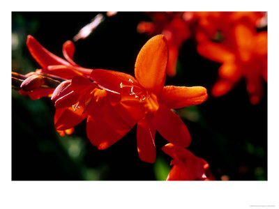 Crocosmia Syn, Antholyza, Curtonus, Warburton Red (Red Hot Poker), Bright Orange Flower by Mark Bolton Pricing Limited Edition Print image