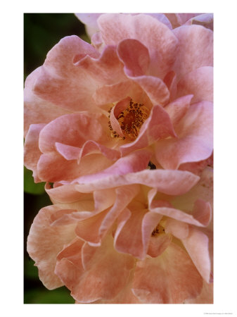 Clair Matin, Rose Modern Shrub Rose by Mark Bolton Pricing Limited Edition Print image