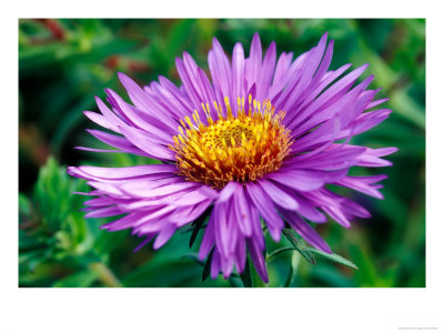 Aster Novae-Angliae, Close-Up Of Purple Flower by Mark Bolton Pricing Limited Edition Print image