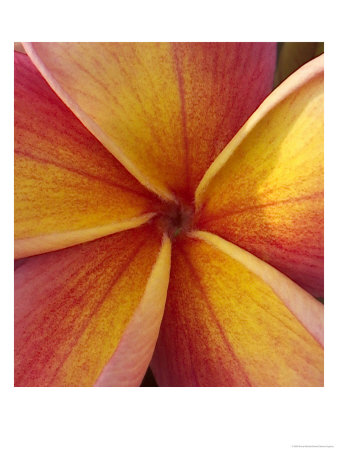 Orange Plumeria At Molokai Plumerias, Molokai, Hawaii, Usa by Bruce Behnke Pricing Limited Edition Print image