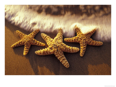 Sunset And Starfish On Surf Line, Maui, Hawaii, Usa by Darrell Gulin Pricing Limited Edition Print image