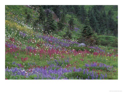 Meadow Of Subalpine Lupine And Magenta Paintbrush, Mt. Rainier National Park, Washington, Usa by Jamie & Judy Wild Pricing Limited Edition Print image