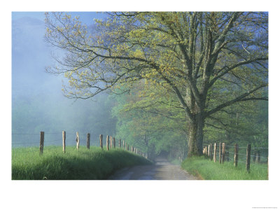 Foggy Road And Oak Tree, Cades Cove, Great Smoky Mountains National Park, Tennessee, Usa by Darrell Gulin Pricing Limited Edition Print image