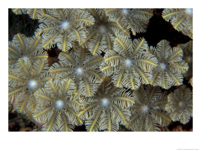 Flower Coral Detail, Papua New Guinea by Michele Westmorland Pricing Limited Edition Print image