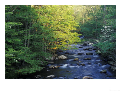 Elkmount Area, Great Smoky Mountains National Park, Tennessee, Usa by Darrell Gulin Pricing Limited Edition Print image