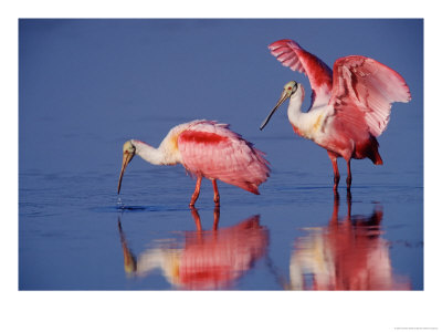 Roseate Spoonbills Feeding by Charles Sleicher Pricing Limited Edition Print image