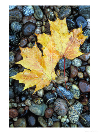 Maple Leaves On Pebble Beach, Lake Superior, Pictured Rocks National Lakeshore, Michigan, Usa by Claudia Adams Pricing Limited Edition Print image